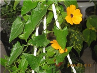 def6d644-DEDA GUME 095.jpg